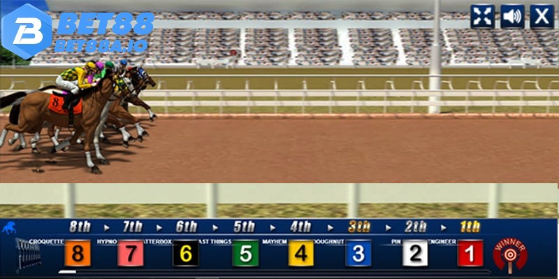 Cá cược đua ngựa có nhiều hình thức cược cơ bản